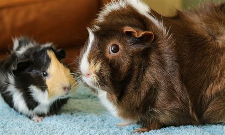 Can guinea pigs tell when you're crying?