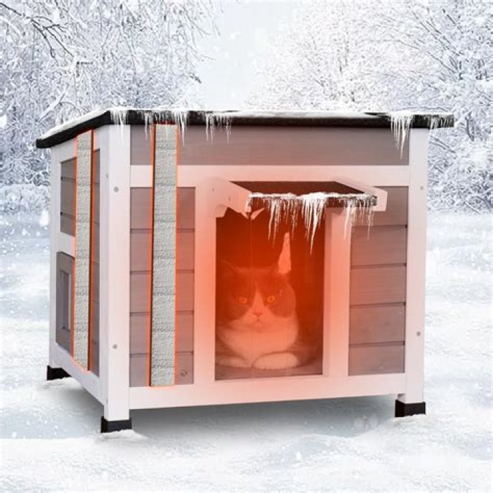 Can horses live outside in winter?