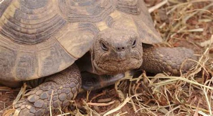 Do Hermann tortoises bite?