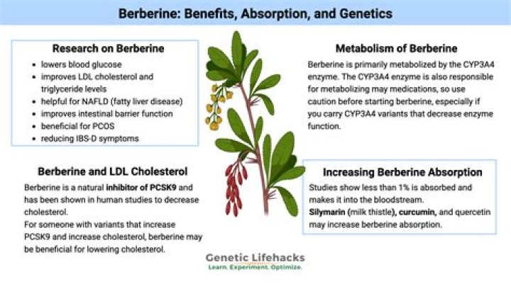 Does berberine lower TSH?
