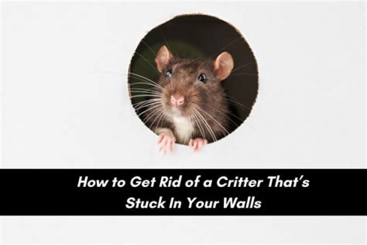 How do I get a critter out of my wall?