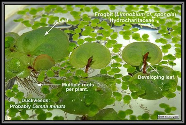 Is Frogbit the same as water lettuce?
