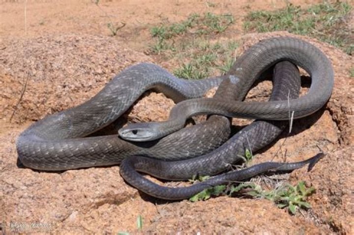 What is the fastest snake?
