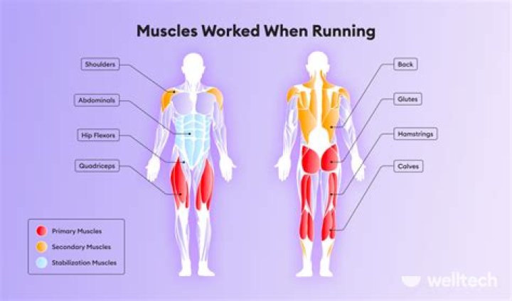 Which muscles does skiing use?