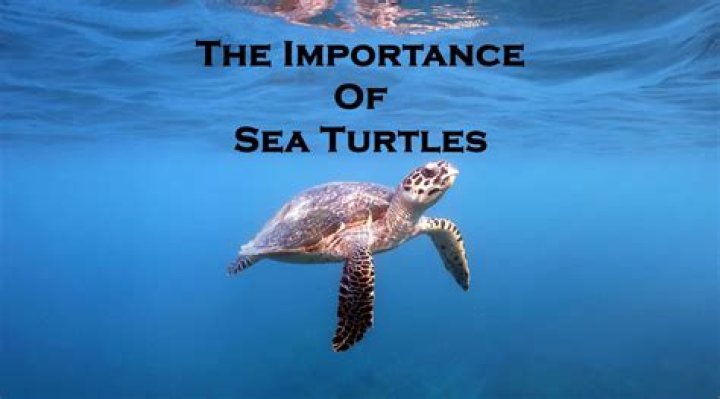 Why are sea turtles important to the ocean?
